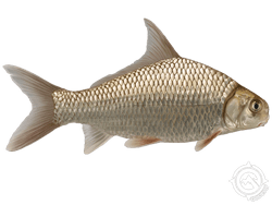 river carpsucker